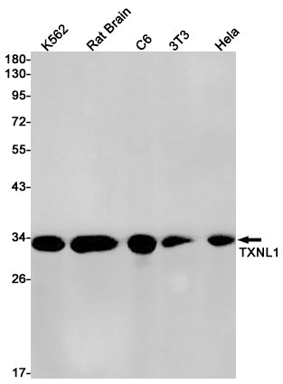 Anti-Thioredoxin Like Protein 1 Rabbit Monoclonal Antibody