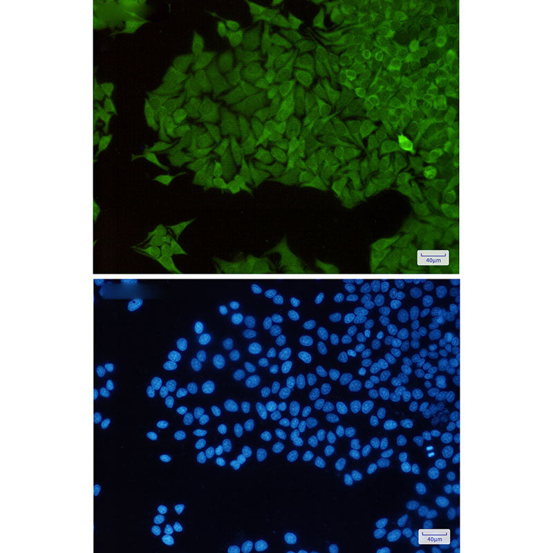 Anti-Thioredoxin Reductase 1 Rabbit Monoclonal Antibody