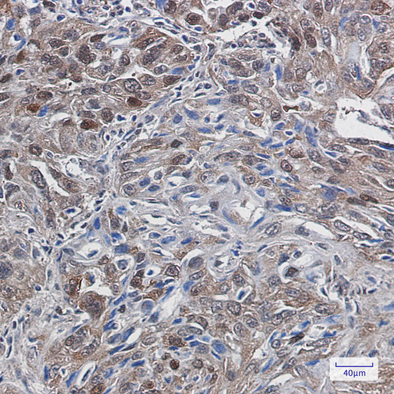 Anti-Thioredoxin Reductase 1 Rabbit Monoclonal Antibody