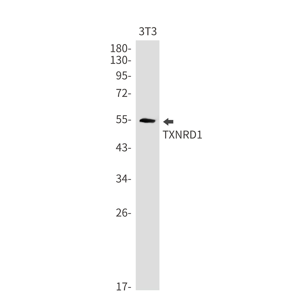 Anti-Thioredoxin Reductase 1 Rabbit Monoclonal Antibody