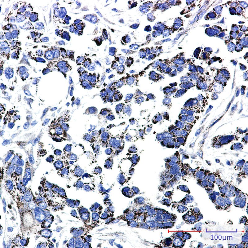 Anti-Thioredoxin Reductase 2 Rabbit Monoclonal Antibody