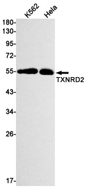 Anti-Thioredoxin Reductase 2 Rabbit Monoclonal Antibody