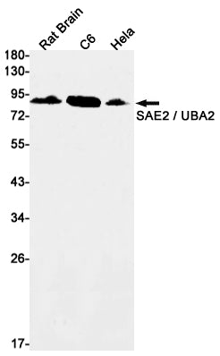 Anti-UBA2 Rabbit Monoclonal Antibody