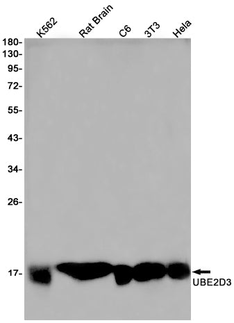 Anti-Ubiquitin Conjugating Enzyme E2 D3 Rabbit Monoclonal Antibody