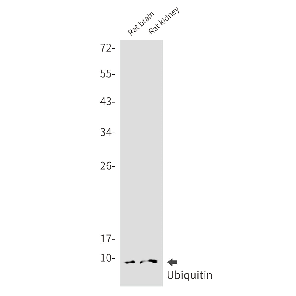 Anti-Ubiquitin Rabbit Monoclonal Antibody