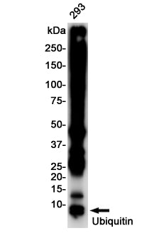 Anti-Ubiquitin Rabbit Monoclonal Antibody