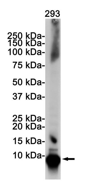 Anti-Ubiquitin Rabbit Monoclonal Antibody