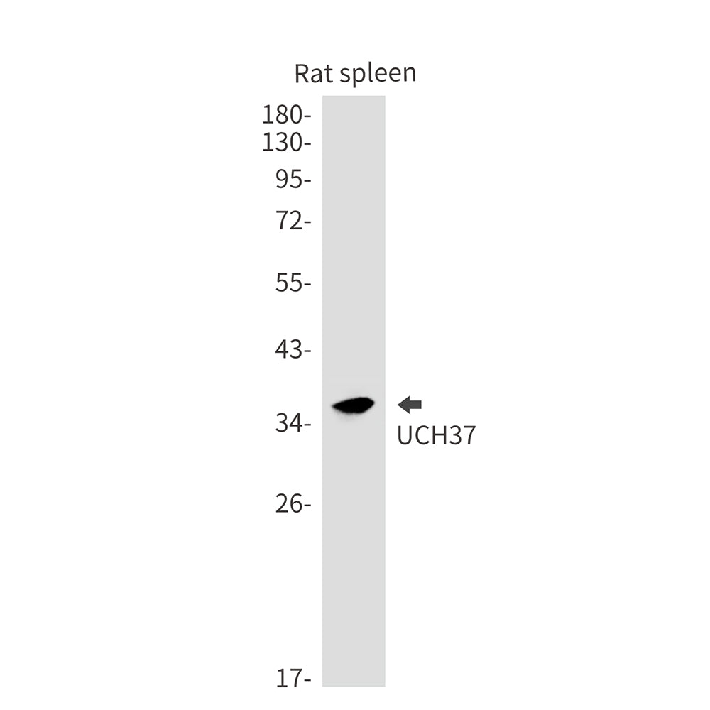 Anti-UCHL5 Rabbit Monoclonal Antibody