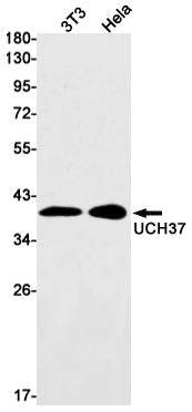 Anti-UCHL5 Rabbit Monoclonal Antibody