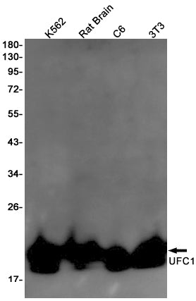 Anti-UFC1 Rabbit Monoclonal Antibody