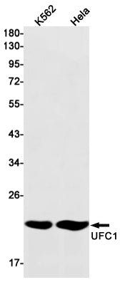 Anti-UFC1 Rabbit Monoclonal Antibody