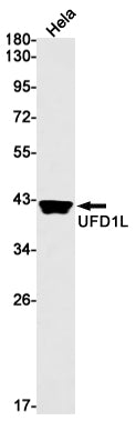 Anti-UFD1 Rabbit Monoclonal Antibody