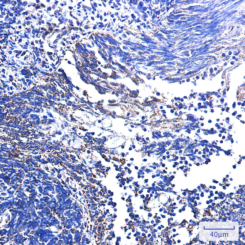Anti-Complex III Subunit 7 Rabbit Monoclonal Antibody