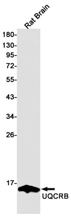 Anti-Complex III Subunit 7 Rabbit Monoclonal Antibody