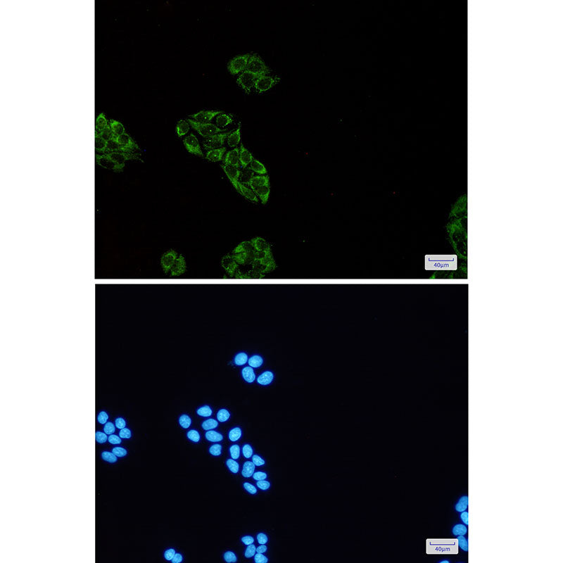 Anti-USP10 Rabbit Monoclonal Antibody