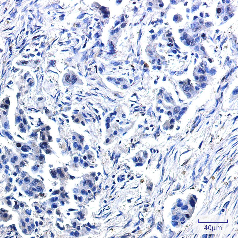 Anti-USP10 Rabbit Monoclonal Antibody