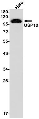 Anti-USP10 Rabbit Monoclonal Antibody