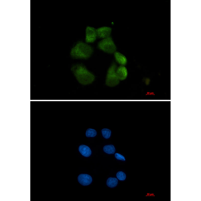 Anti-USP13 Rabbit Monoclonal Antibody