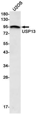Anti-USP13 Rabbit Monoclonal Antibody