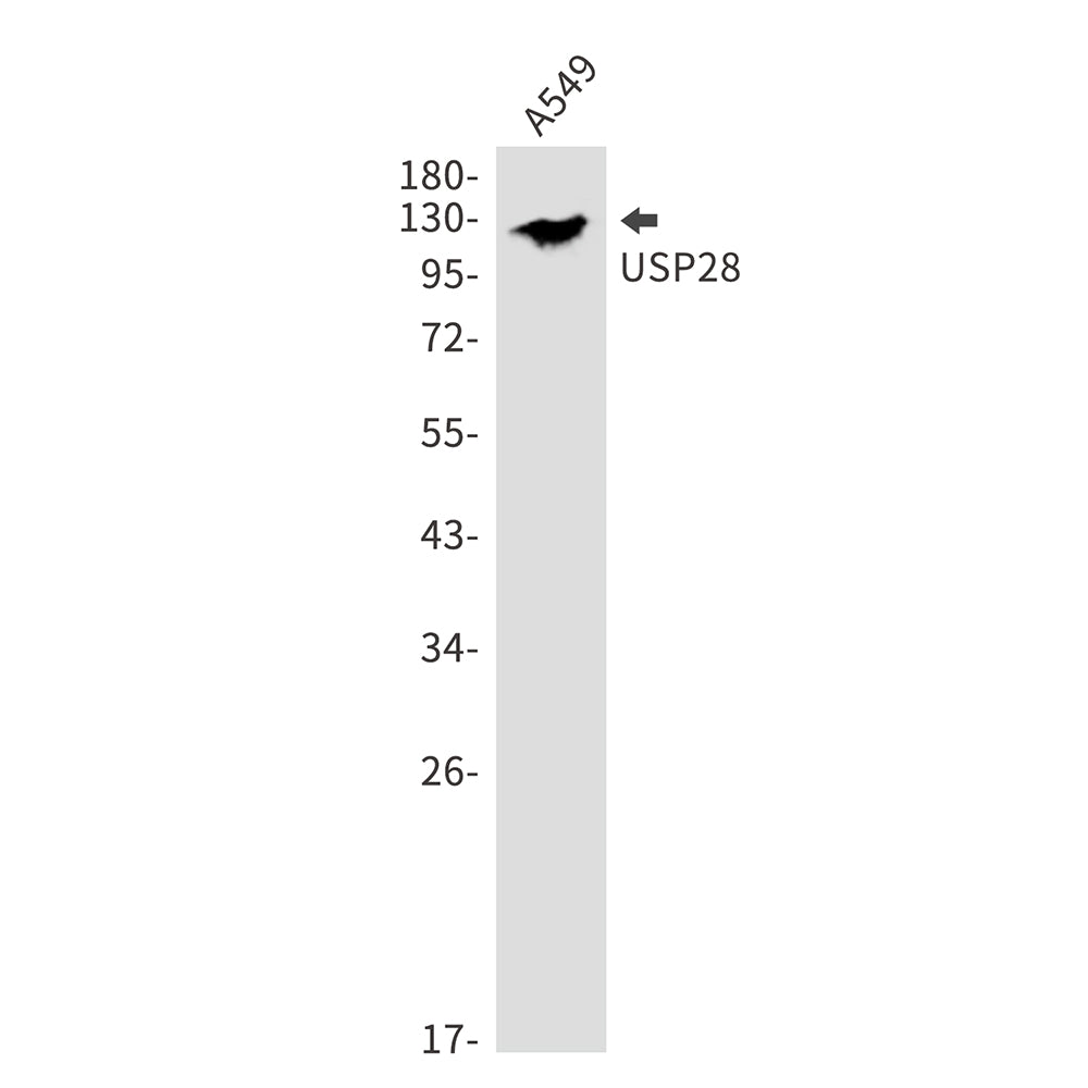 Anti-USP28 Rabbit Monoclonal Antibody