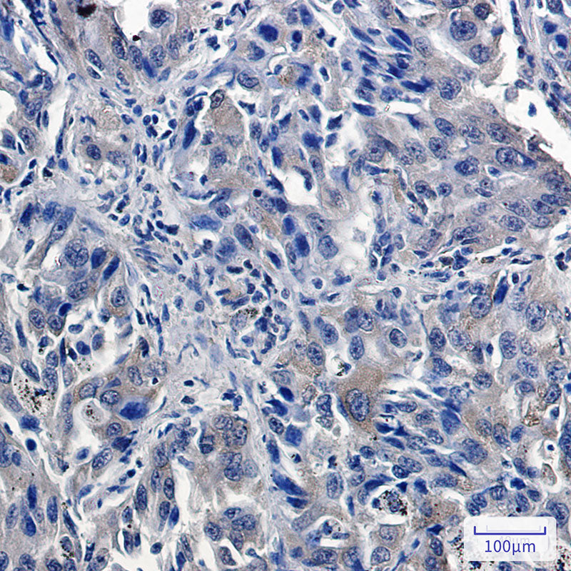 Anti-USP7 Rabbit Monoclonal Antibody