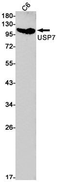 Anti-USP7 Rabbit Monoclonal Antibody