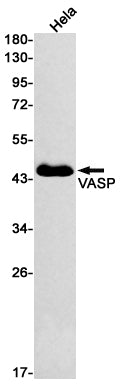 Anti-VASP Rabbit Monoclonal Antibody