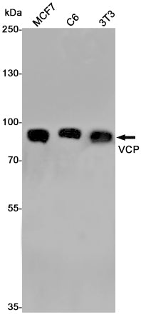 Anti-VCP Rabbit Monoclonal Antibody