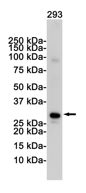Anti-VDAC1 Rabbit Monoclonal Antibody