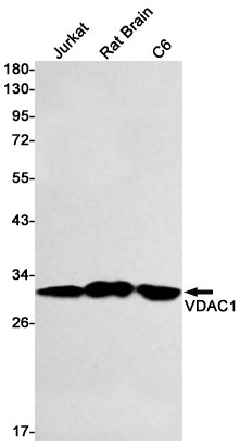 Anti-VDAC1 Rabbit Monoclonal Antibody