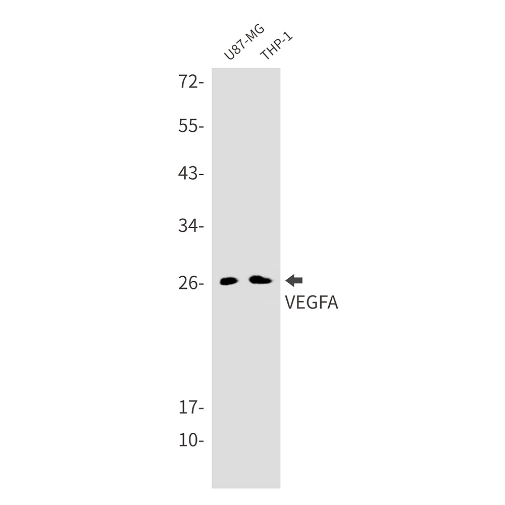 Anti-VEGFA Rabbit Monoclonal Antibody