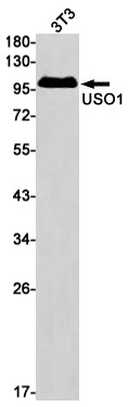 Anti-USO1 Rabbit Monoclonal Antibody