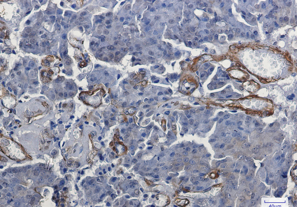 Anti-Vinculin Rabbit Monoclonal Antibody