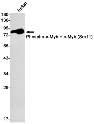 Anti-Phospho-c Myb (Ser11) Rabbit Monoclonal Antibody