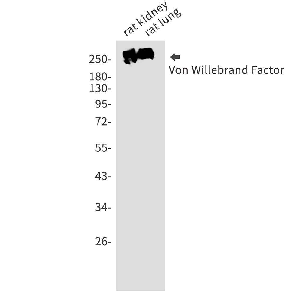 Anti-von Willebrand Factor Rabbit Monoclonal Antibody