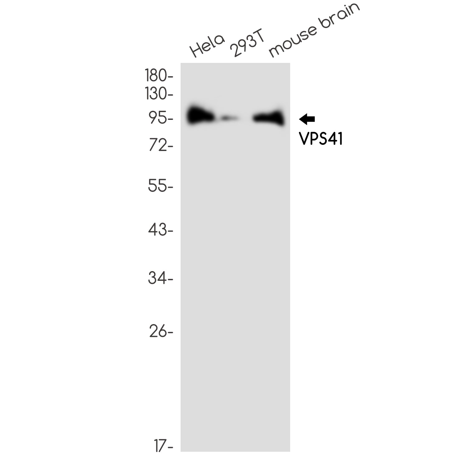 Anti-VPS41 Rabbit Monoclonal Antibody
