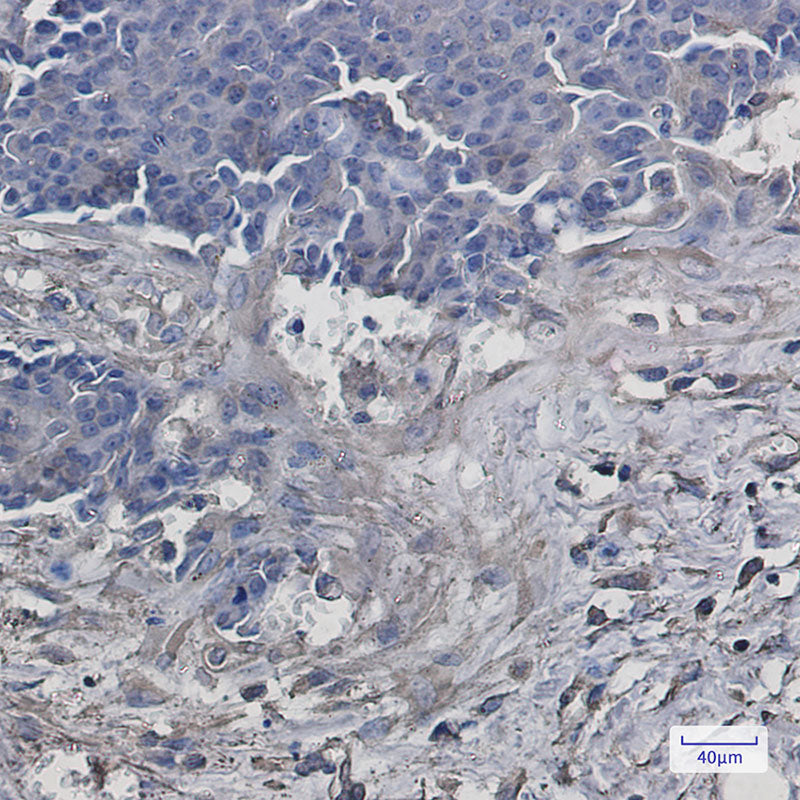 Anti-VPS4A Rabbit Monoclonal Antibody