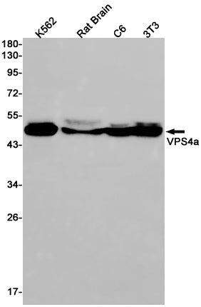 Anti-VPS4A Rabbit Monoclonal Antibody