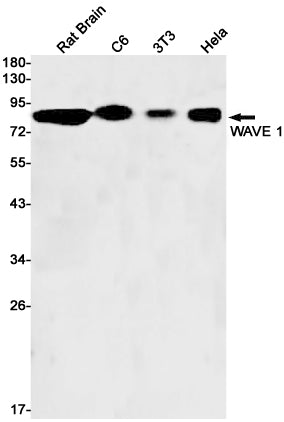 Anti-WAVE 1 Rabbit Monoclonal Antibody