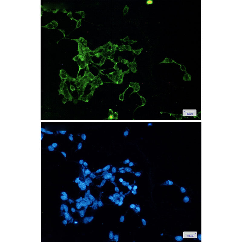 Anti-Wnt2b Rabbit Monoclonal Antibody