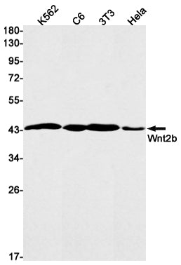 Anti-Wnt2b Rabbit Monoclonal Antibody