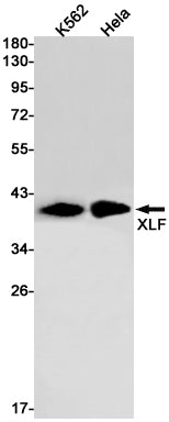 Anti-XLF Rabbit Monoclonal Antibody