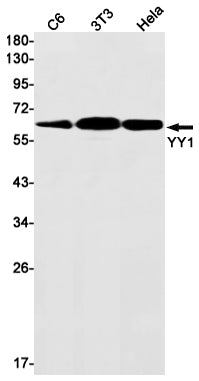 Anti-YY1 Rabbit Monoclonal Antibody