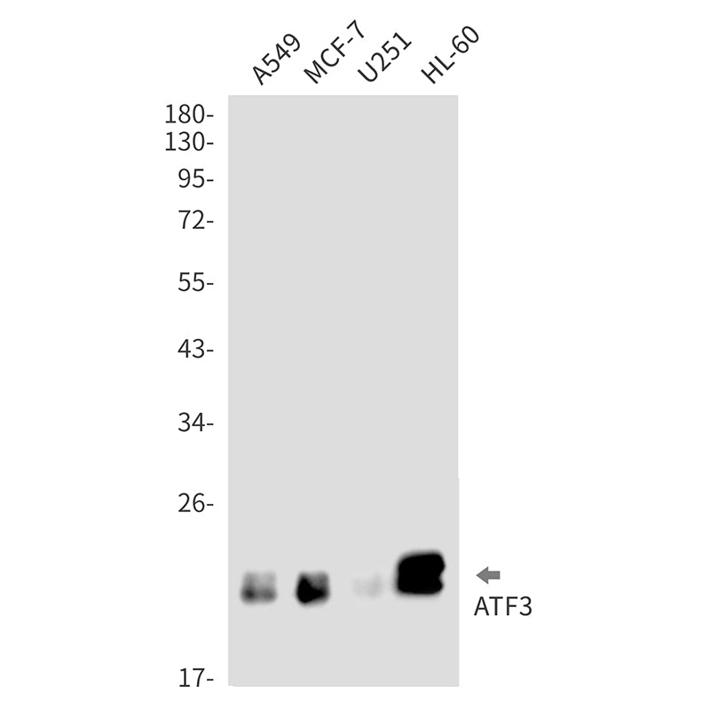 Anti-ATF3 Rabbit Monoclonal Antibody