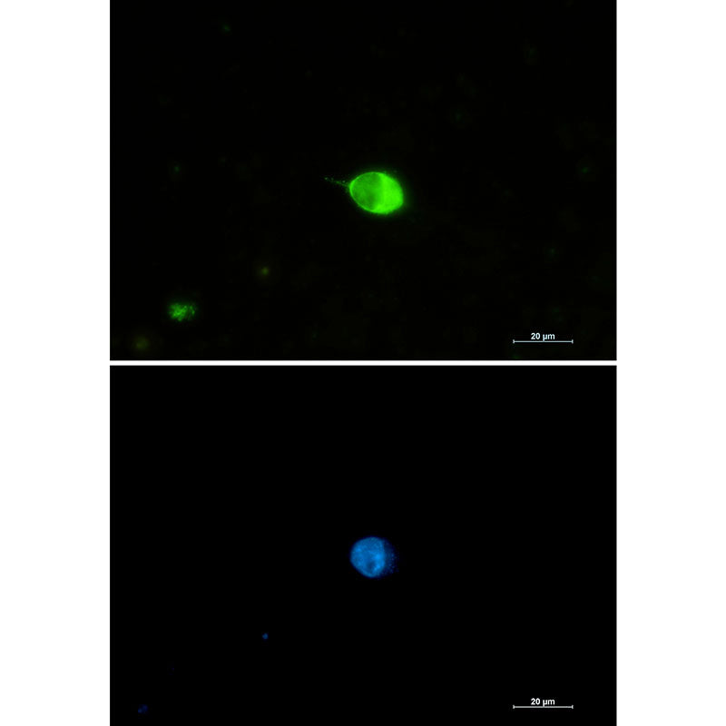 Anti-IRF7 Rabbit Monoclonal Antibody