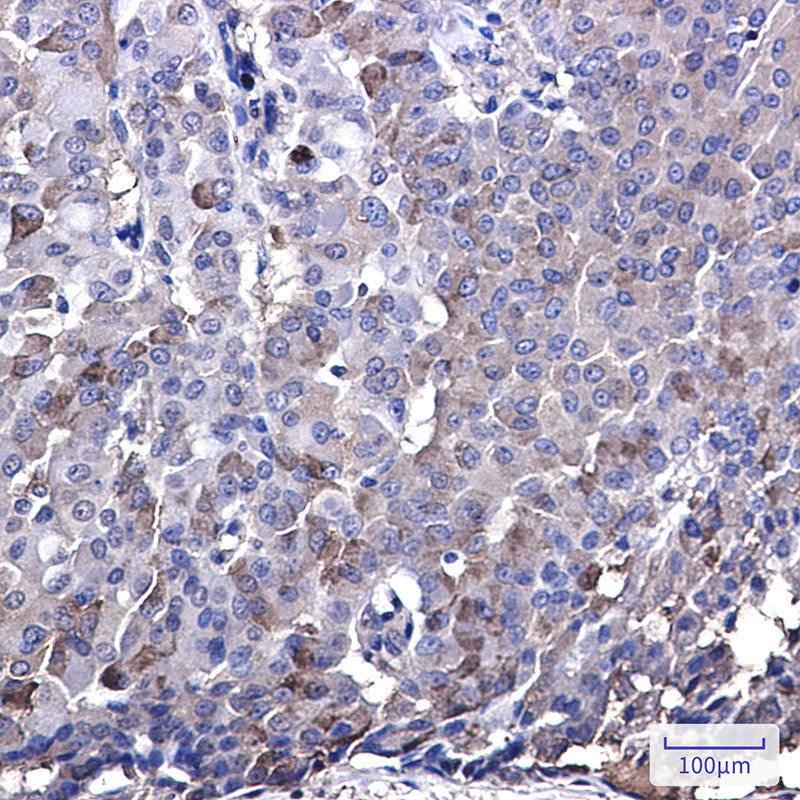 Anti-IRF7 Rabbit Monoclonal Antibody