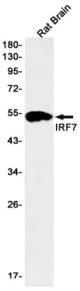 Anti-IRF7 Rabbit Monoclonal Antibody