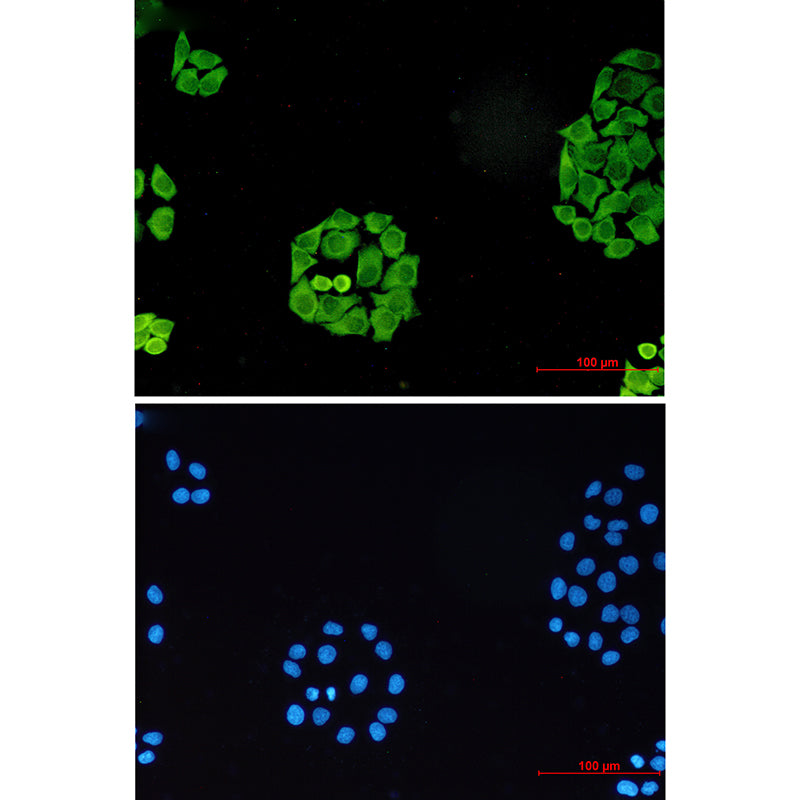 Anti-Surfeit Locus Protein 4 Rabbit Monoclonal Antibody
