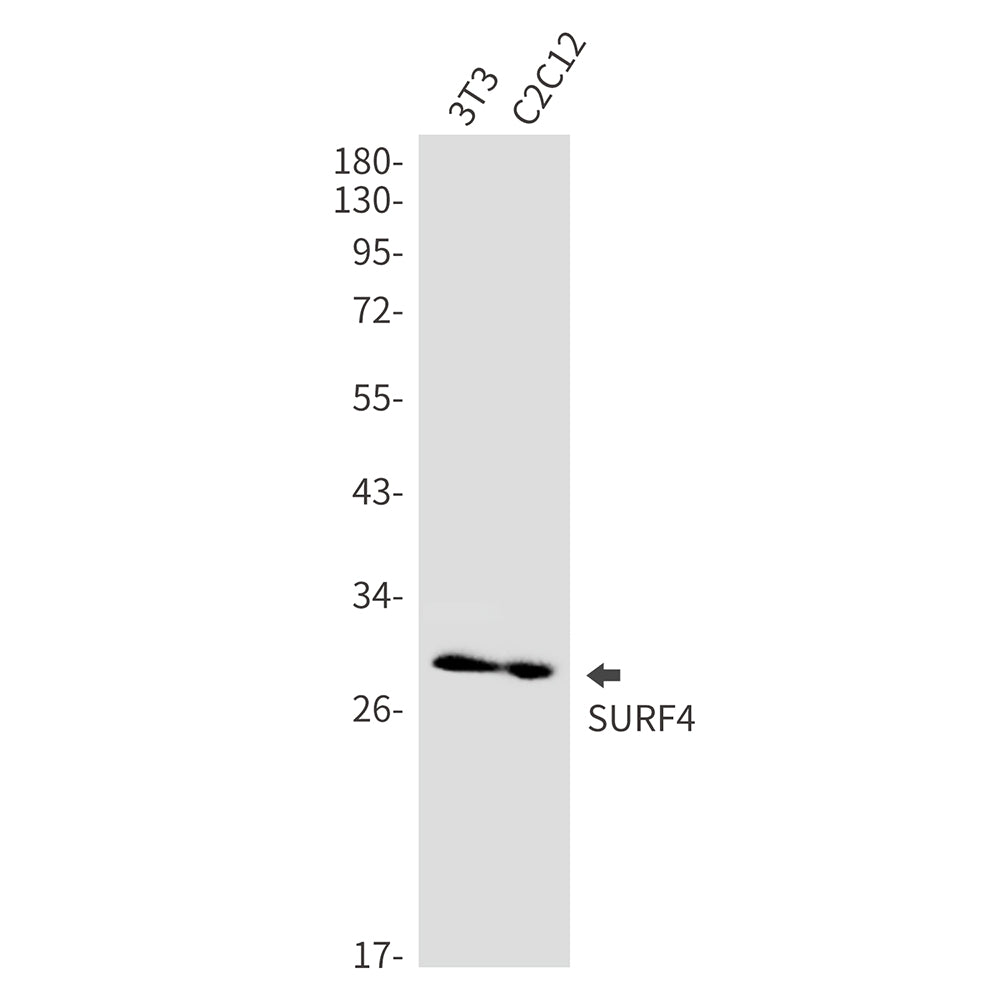 Anti-Surfeit Locus Protein 4 Rabbit Monoclonal Antibody