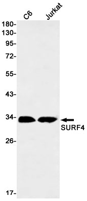 Anti-Surfeit Locus Protein 4 Rabbit Monoclonal Antibody